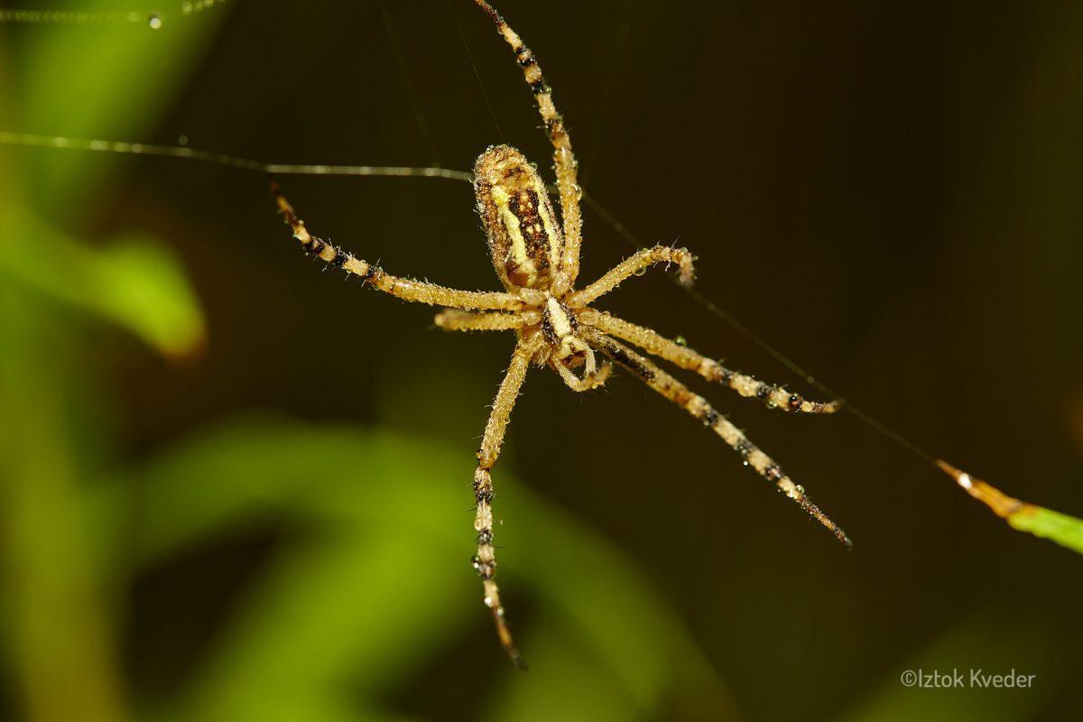 Wasp spider (Osasti pajek)