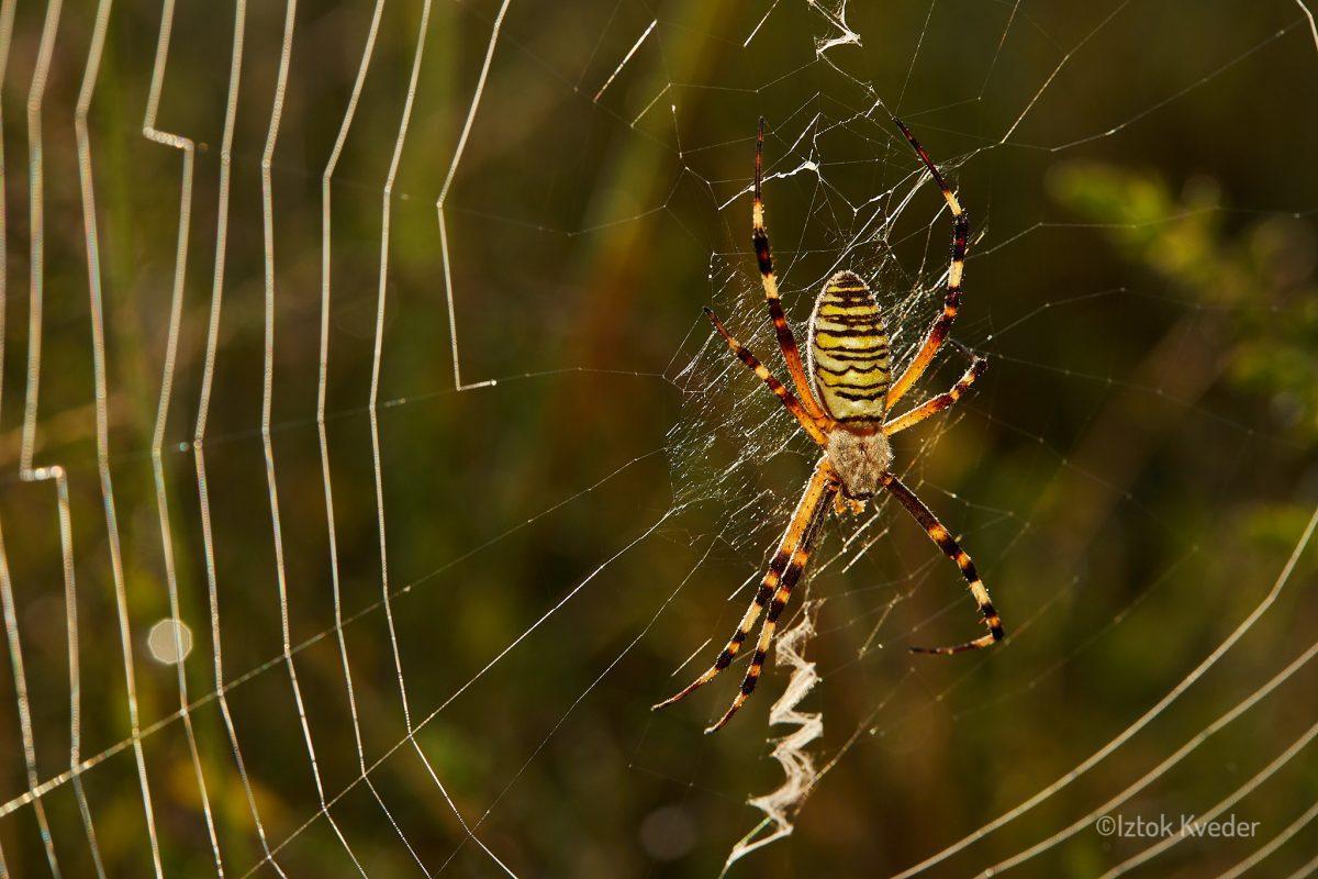 Wasp spider (Osasti pajek)