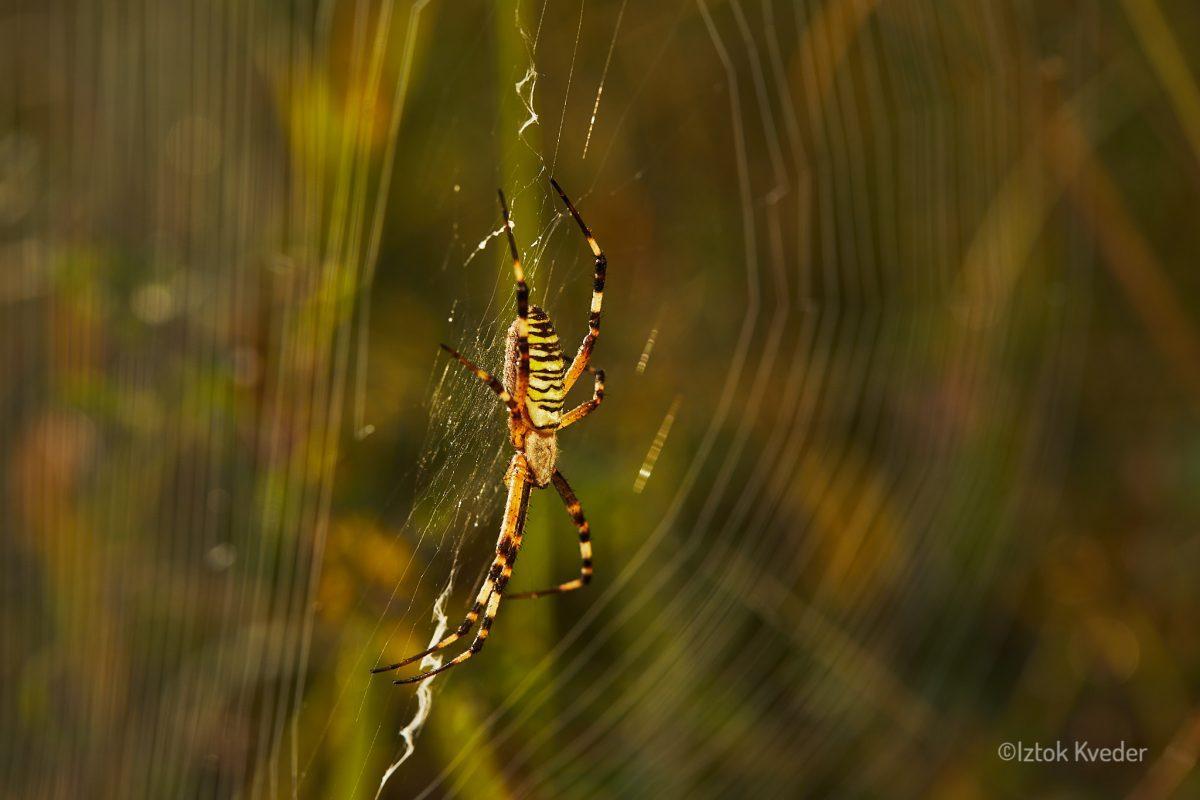 Wasp spider (Osasti pajek)