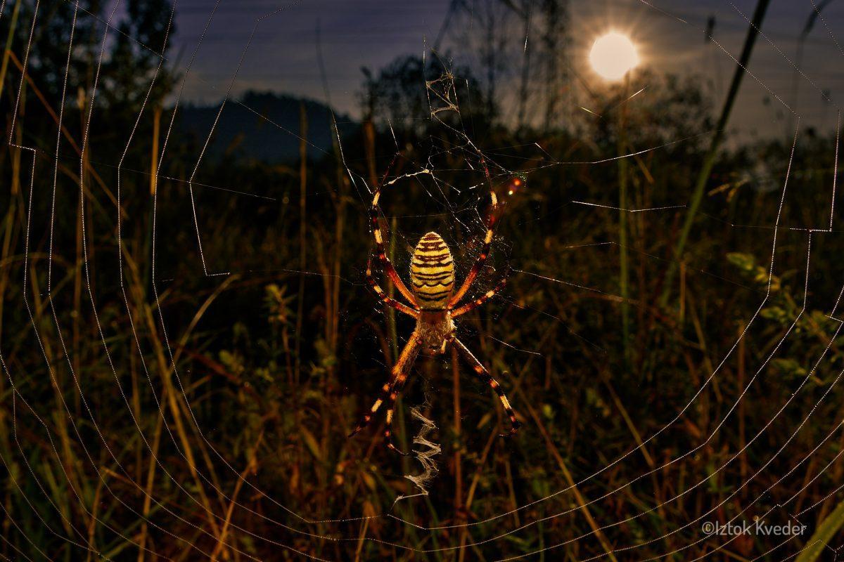 Wasp spider (Osasti pajek)