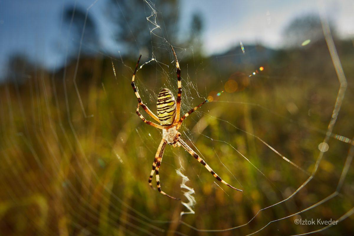 Wasp spider (Osasti pajek)