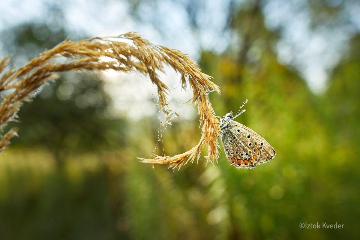 Copper butterflies (Modrin)