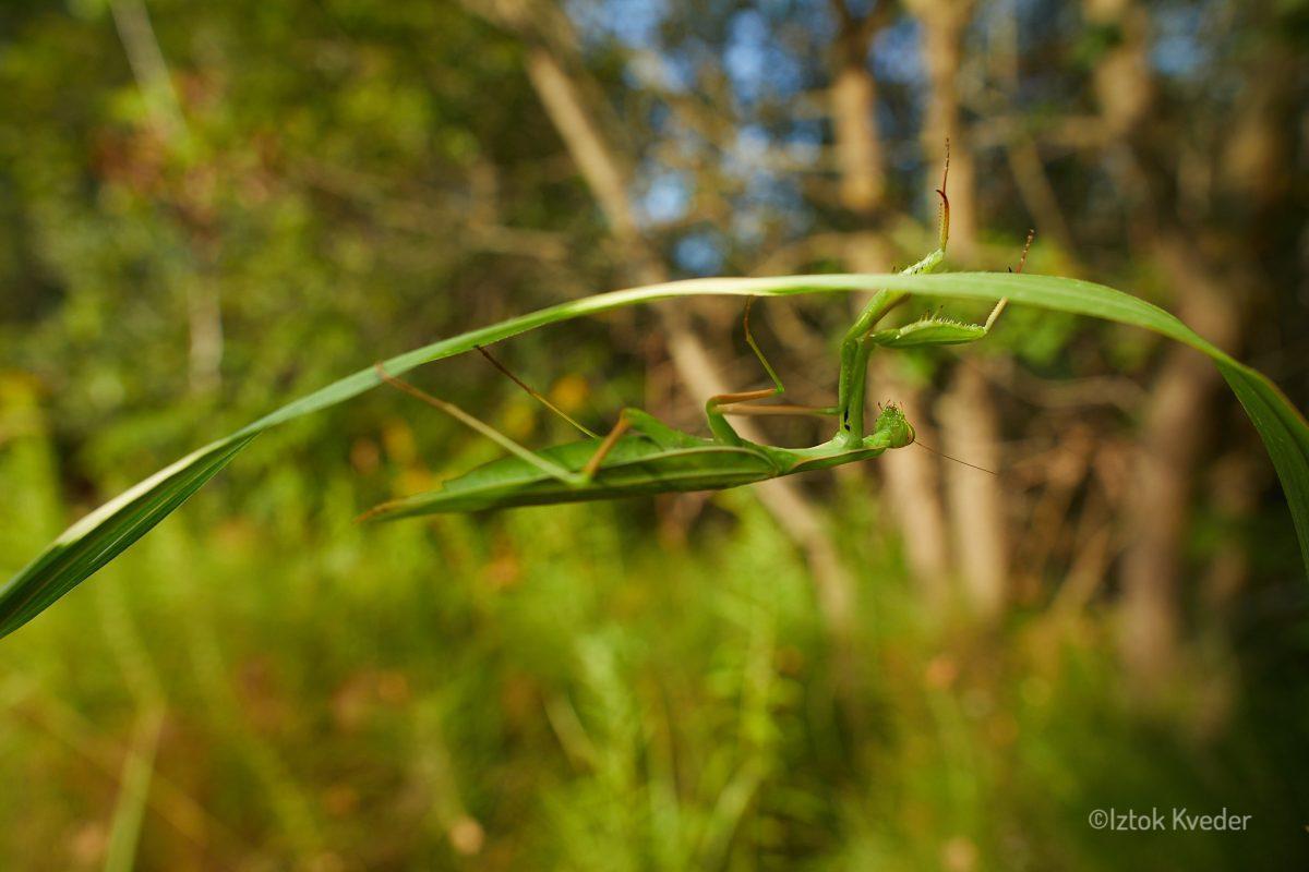 Mantis (Bogomolka)
