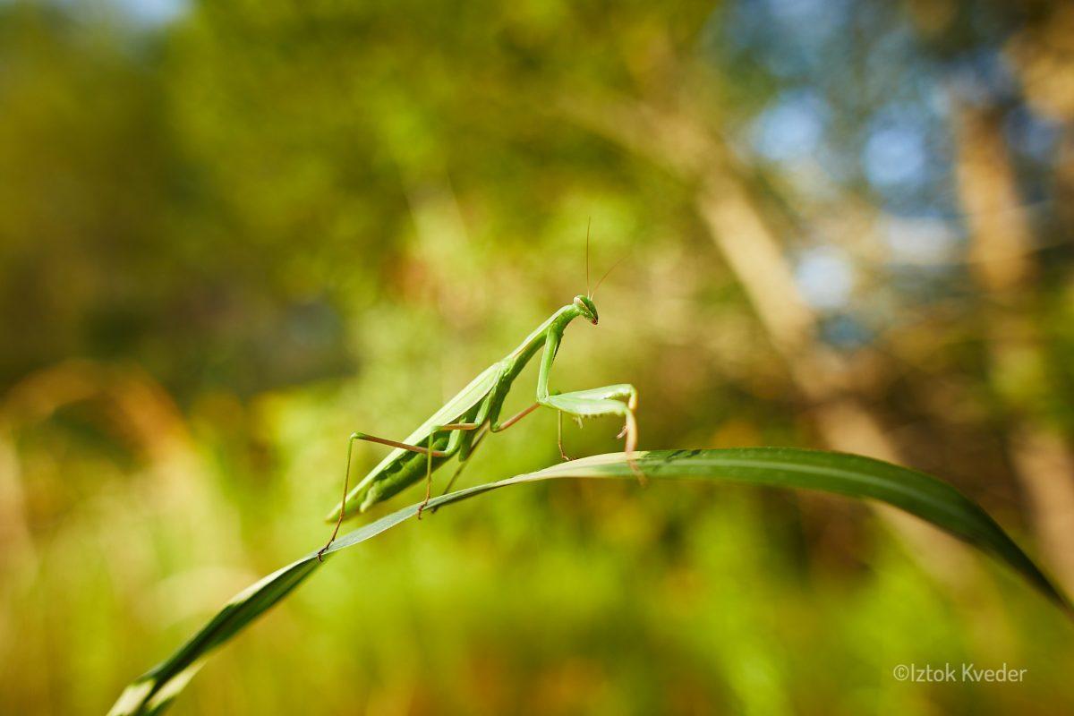 Mantis (Bogomolka)