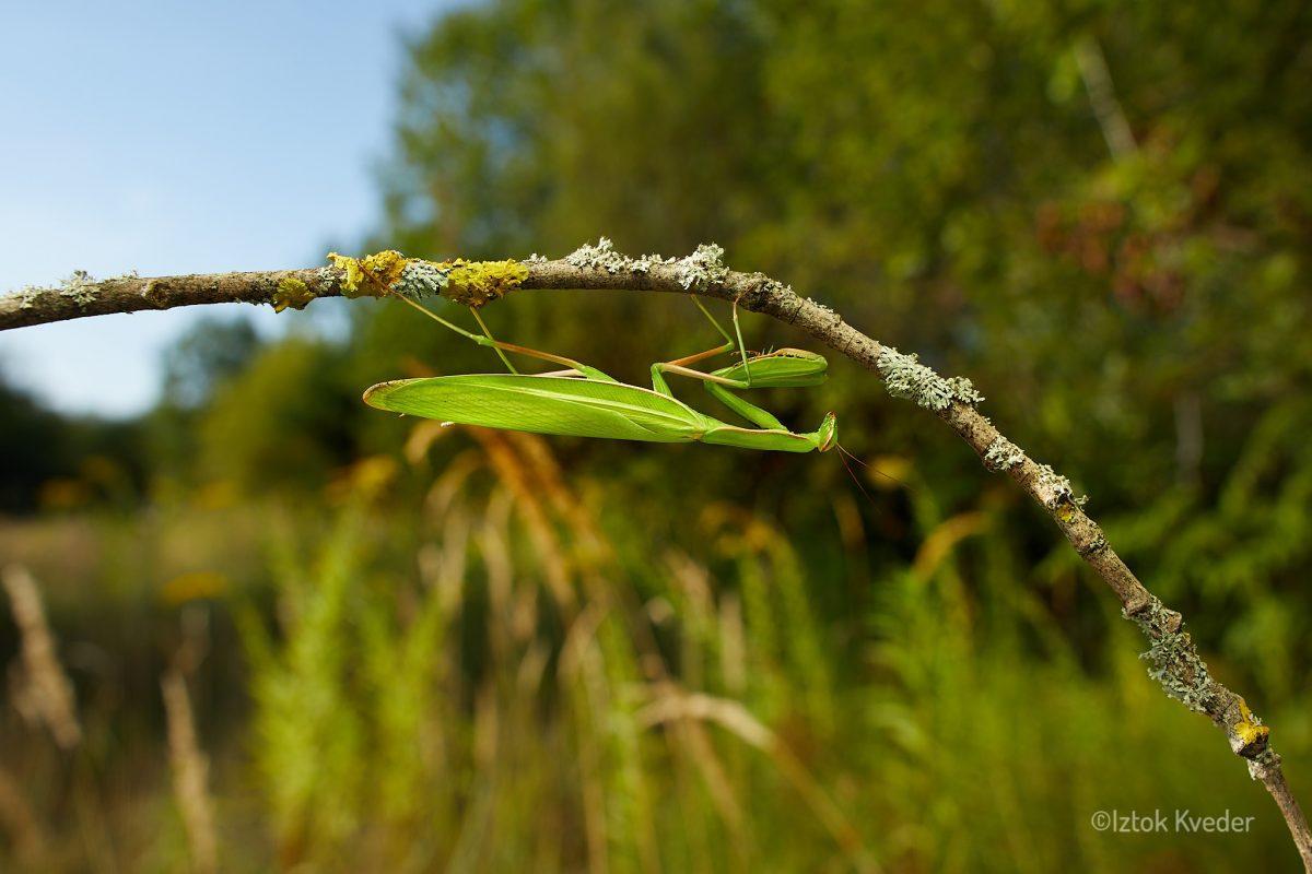 Mantis (Bogomolka)
