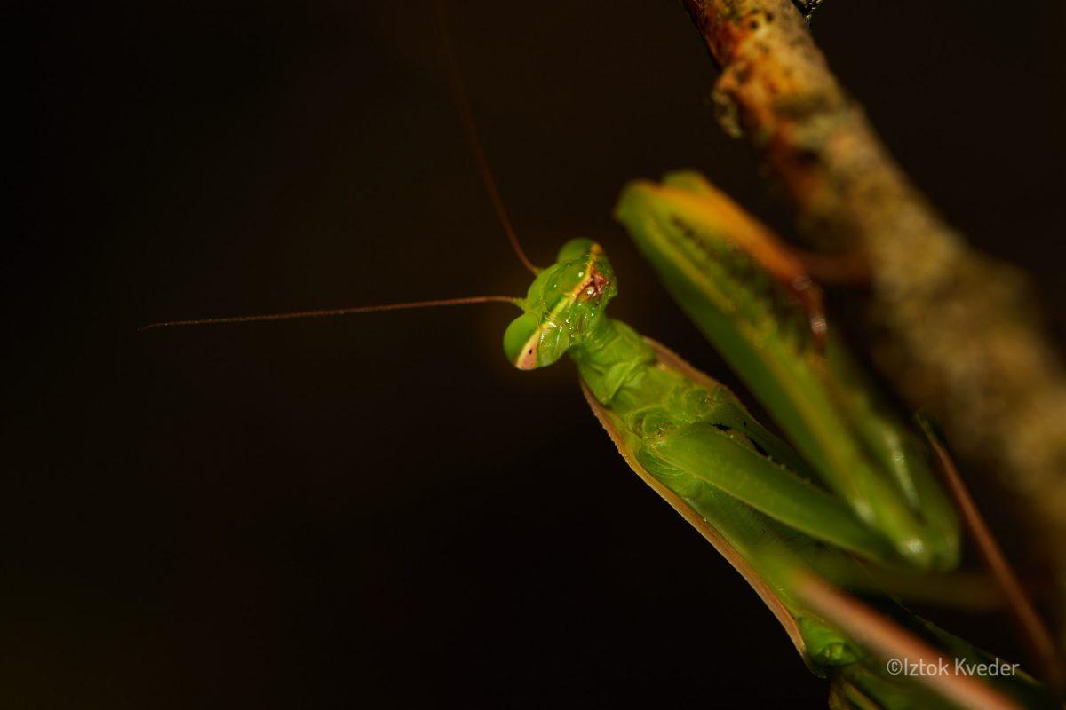 Mantis (Bogomolka)