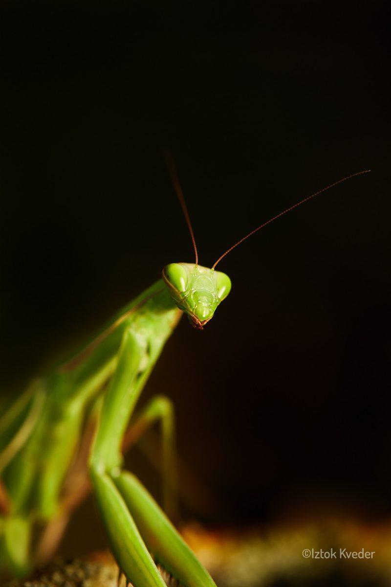 Mantis (Bogomolka)