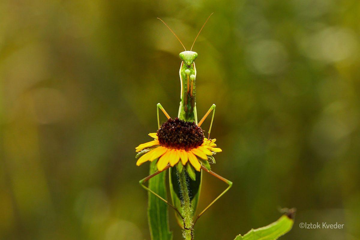 Mantis (Bogomolka)