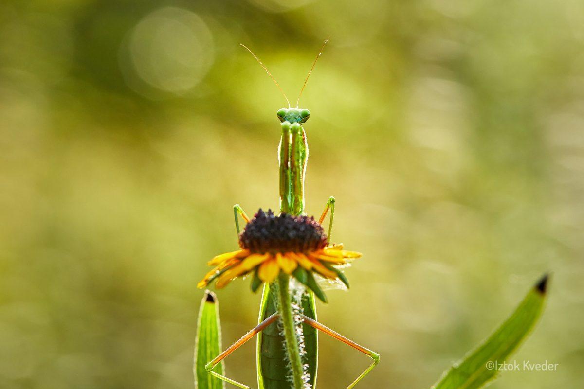 Mantis (Bogomolka)