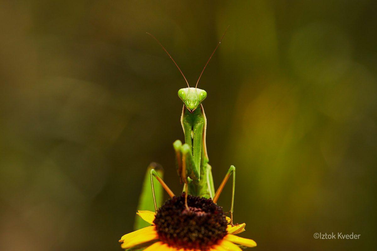 Mantis (Bogomolka)