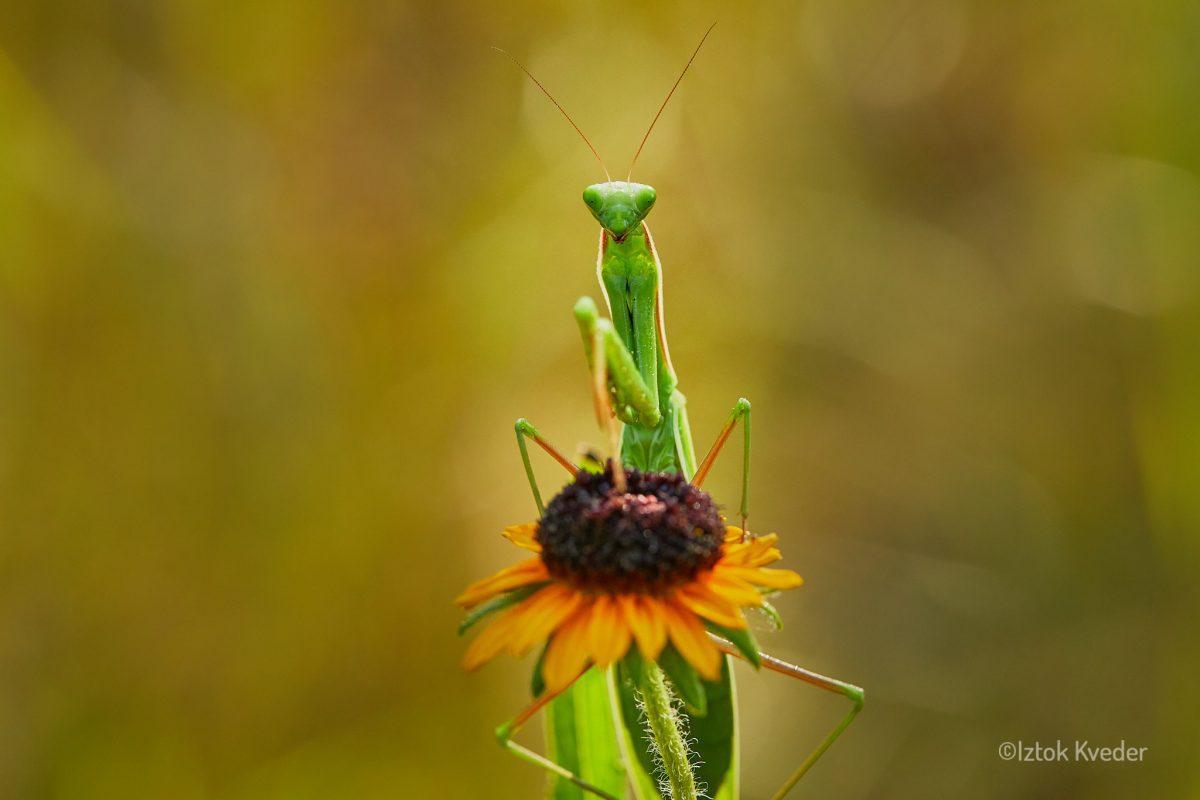 Mantis (Bogomolka)