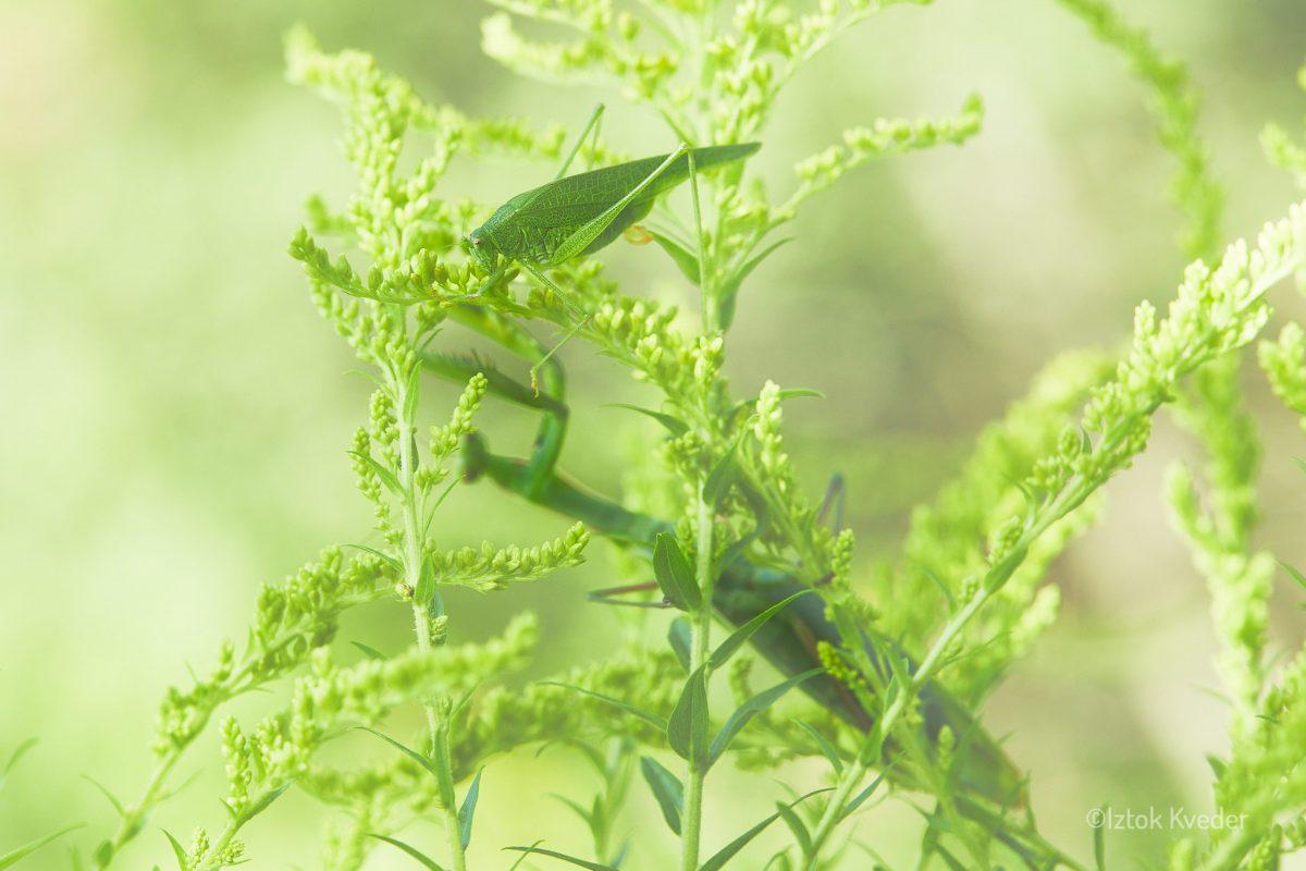 Mantis (Bogomolka)