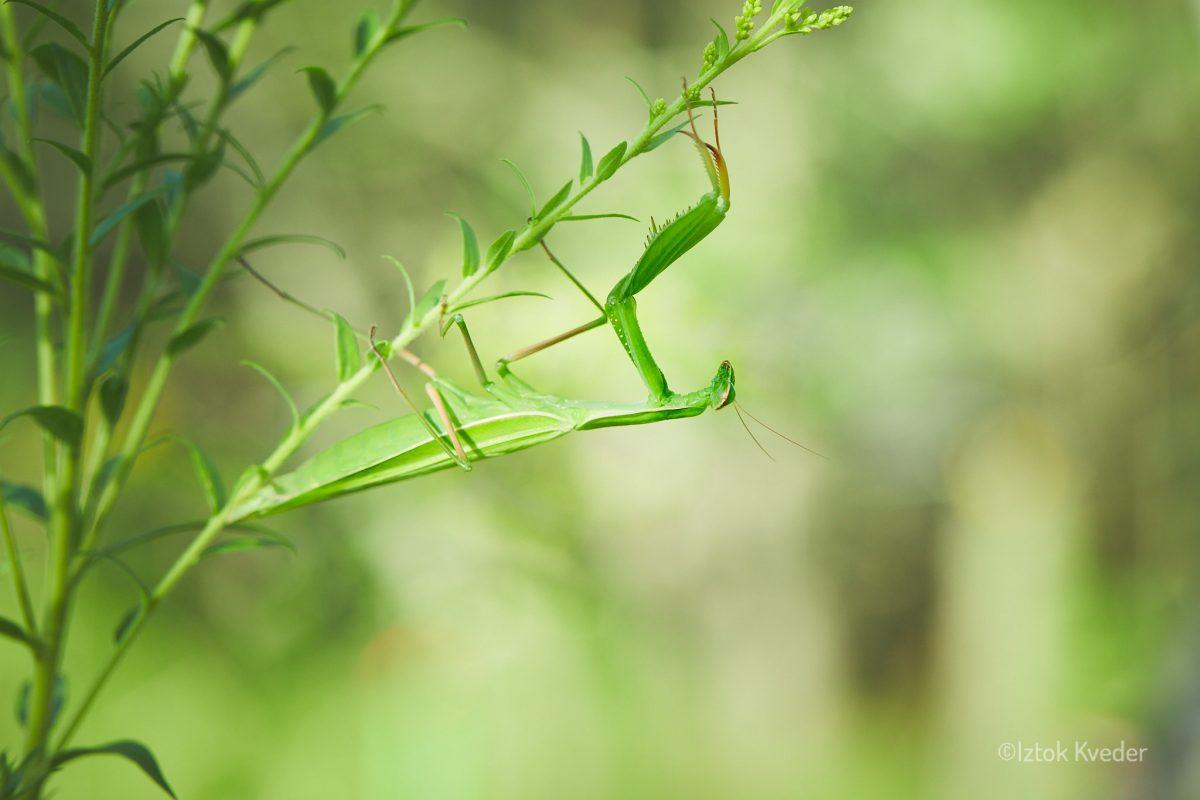 Mantis (Bogomolka)