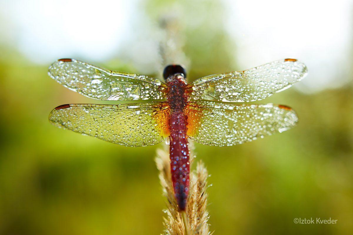 Scarlet dragonfly (Opoldanski škrlatec)
