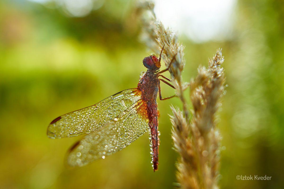 Scarlet dragonfly (Opoldanski škrlatec)