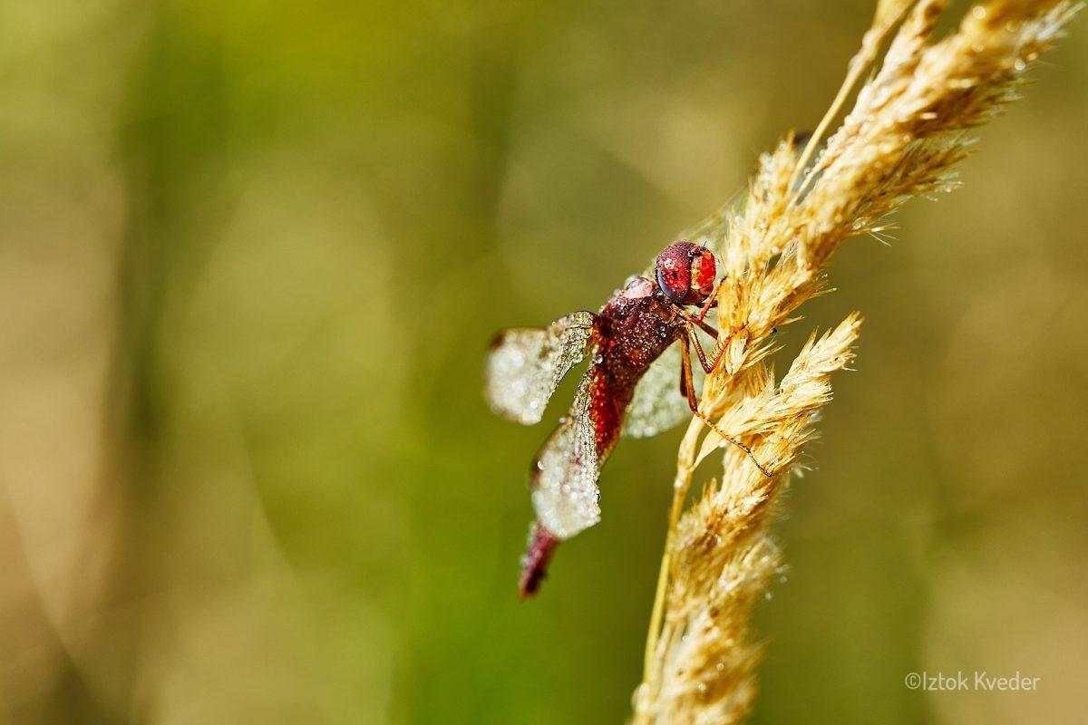 Scarlet dragonfly (Opoldanski škrlatec)