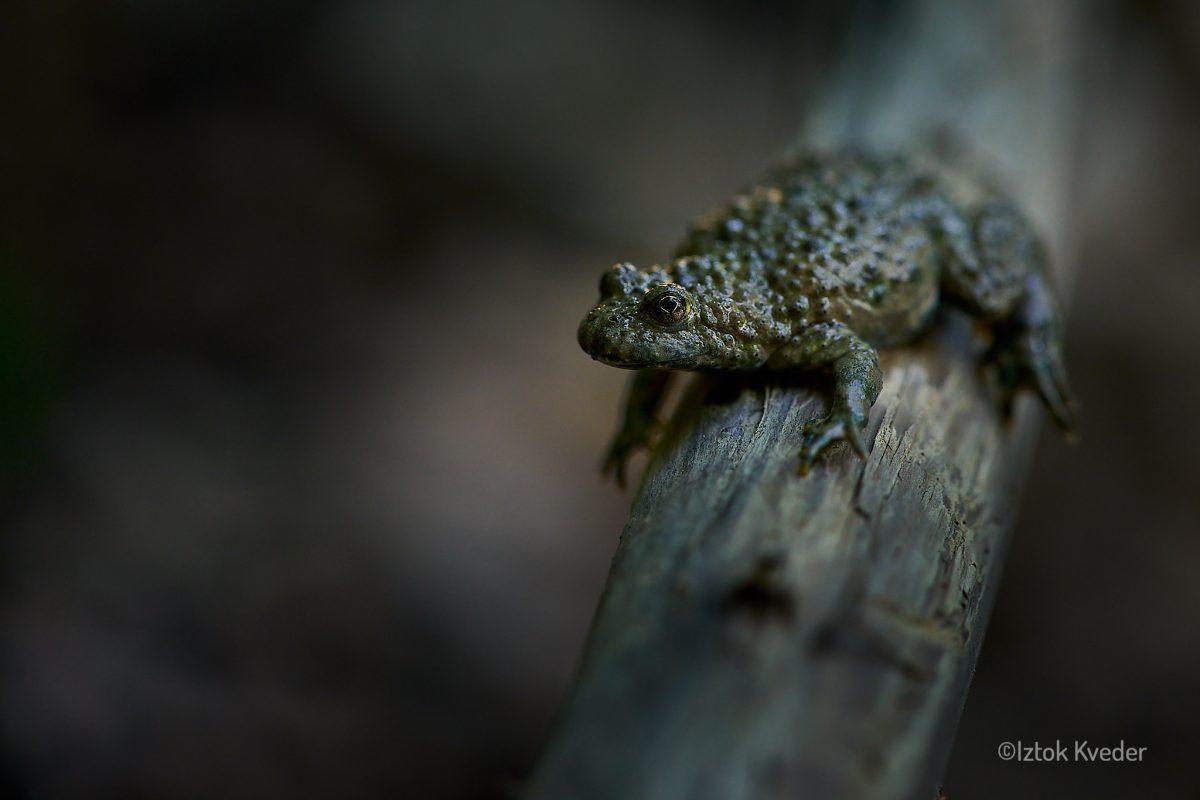 Bombina variegata