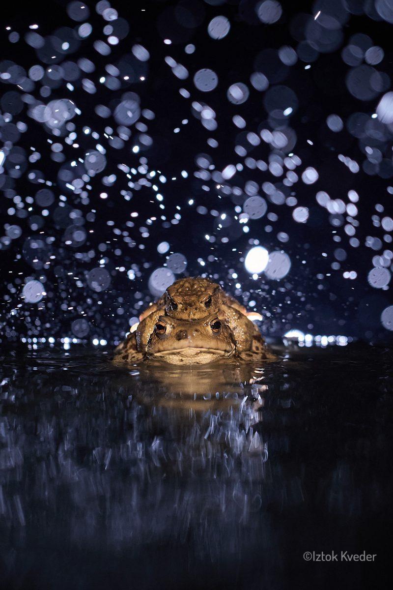 Toads mating in the rain