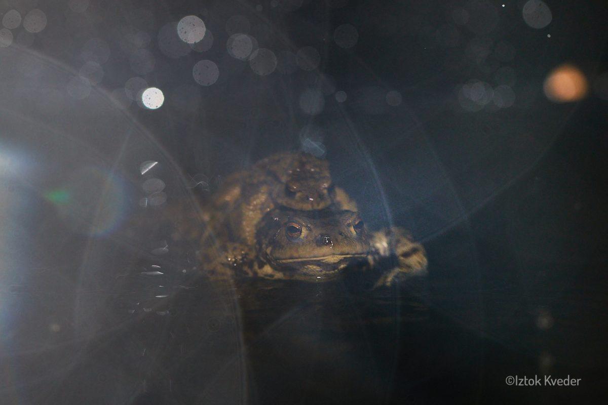 Toads mating in the rain