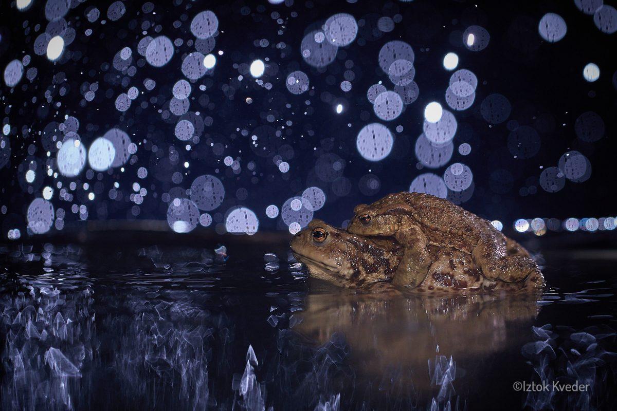 Toads mating in the rain