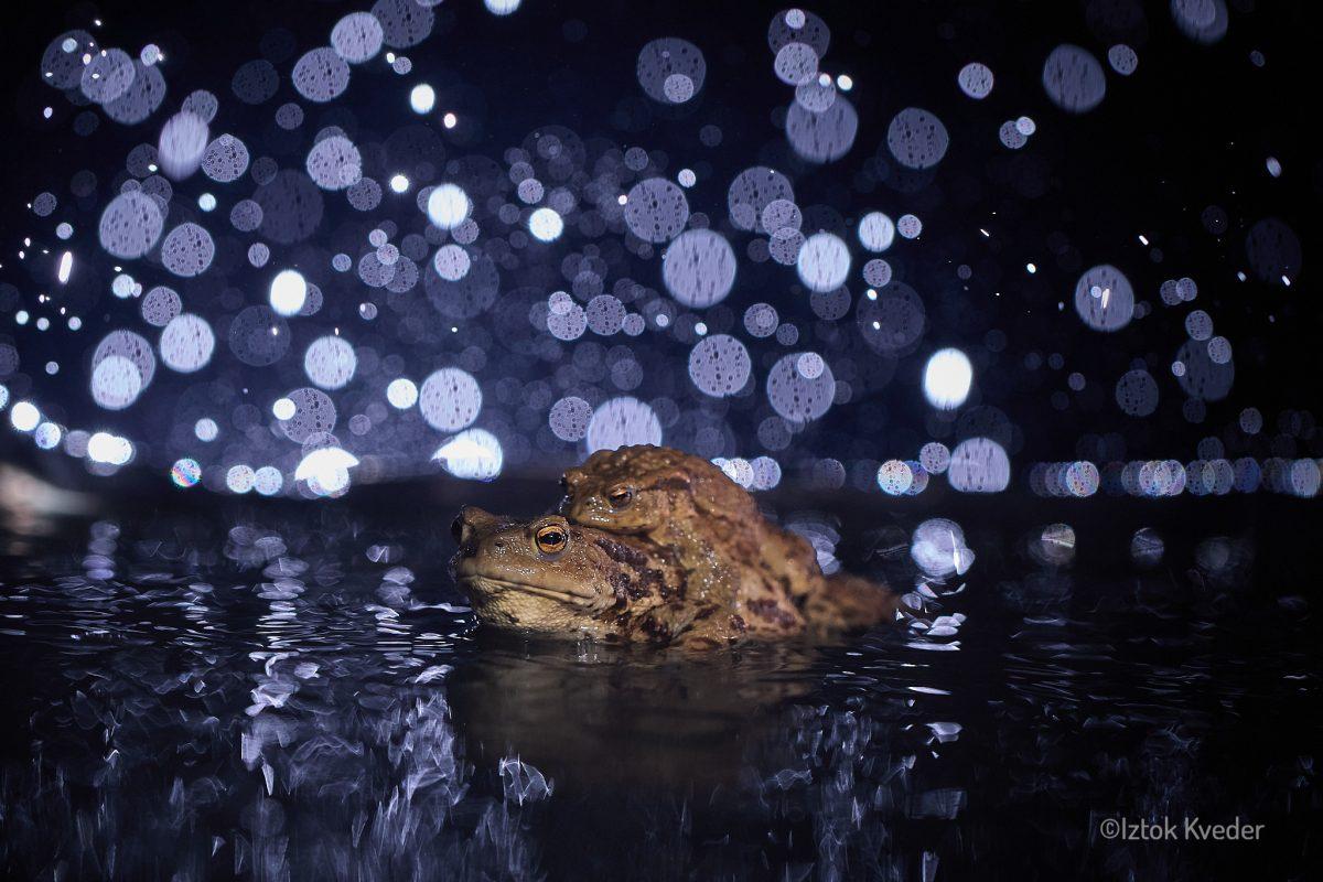 Toads mating in the rain