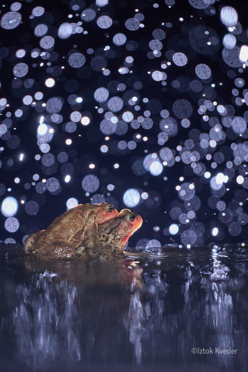 Toads mating in the rain