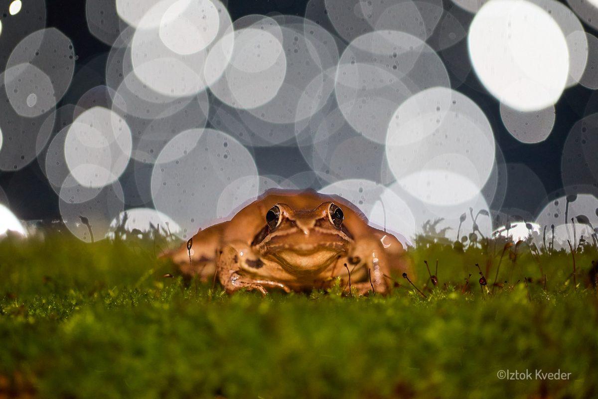 Agile frog