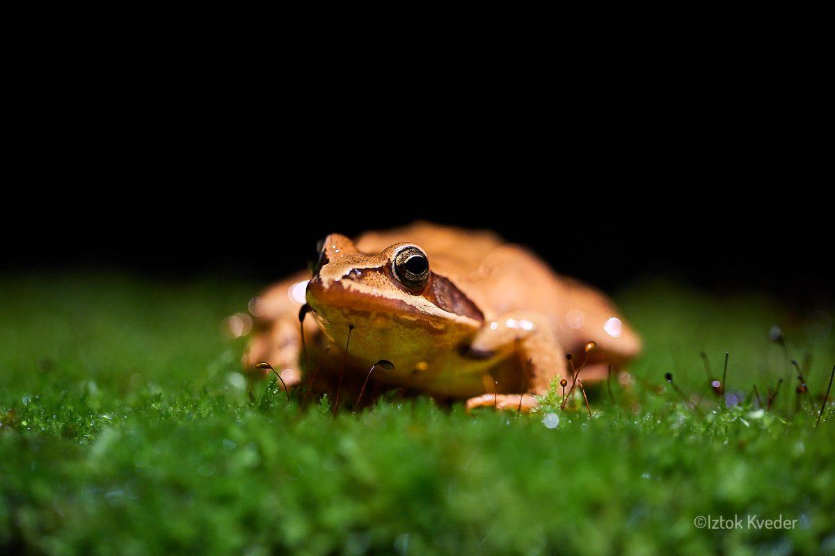 Agile frog