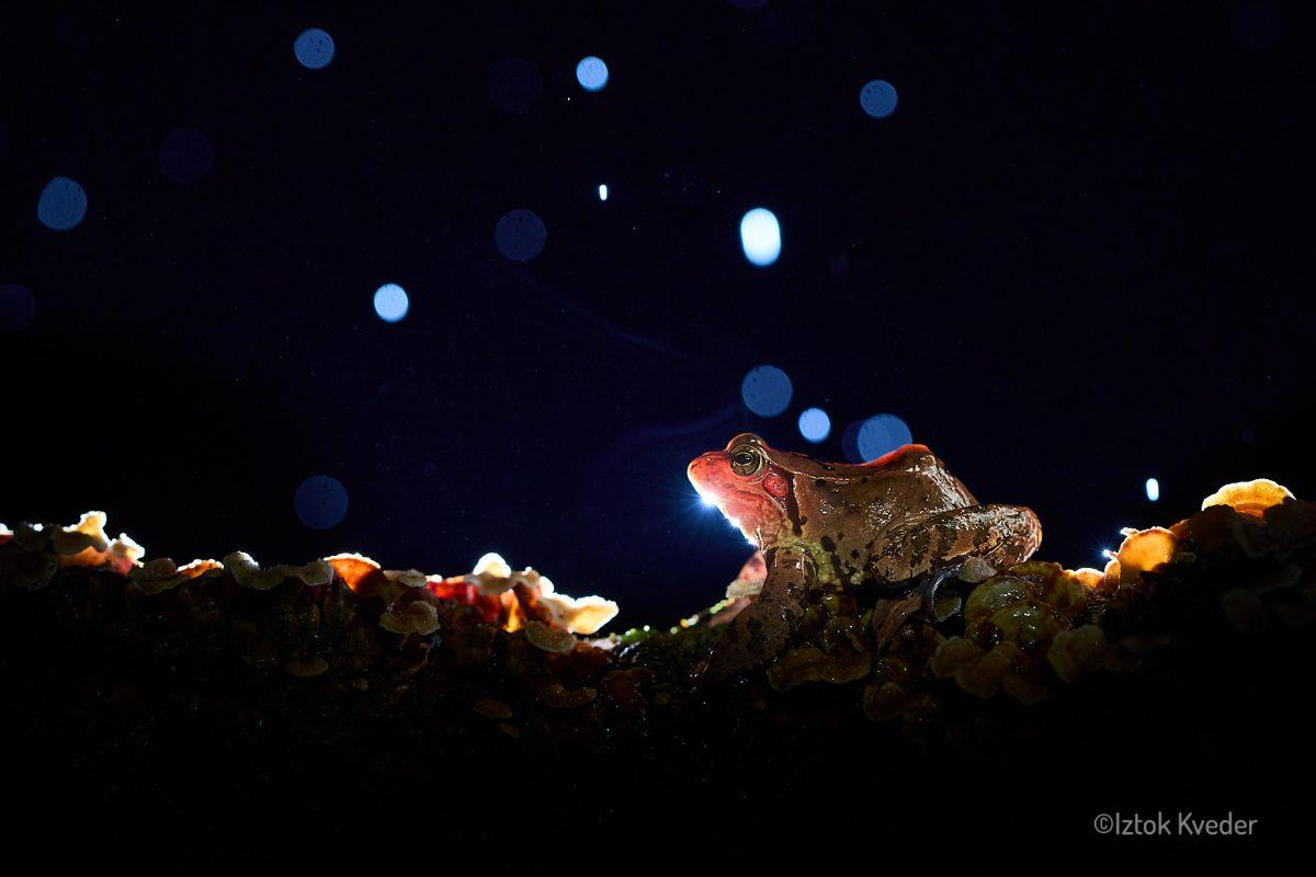 Common frog