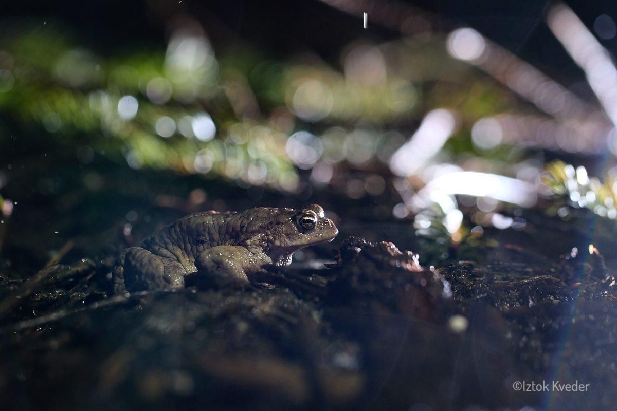 Toad beside the road