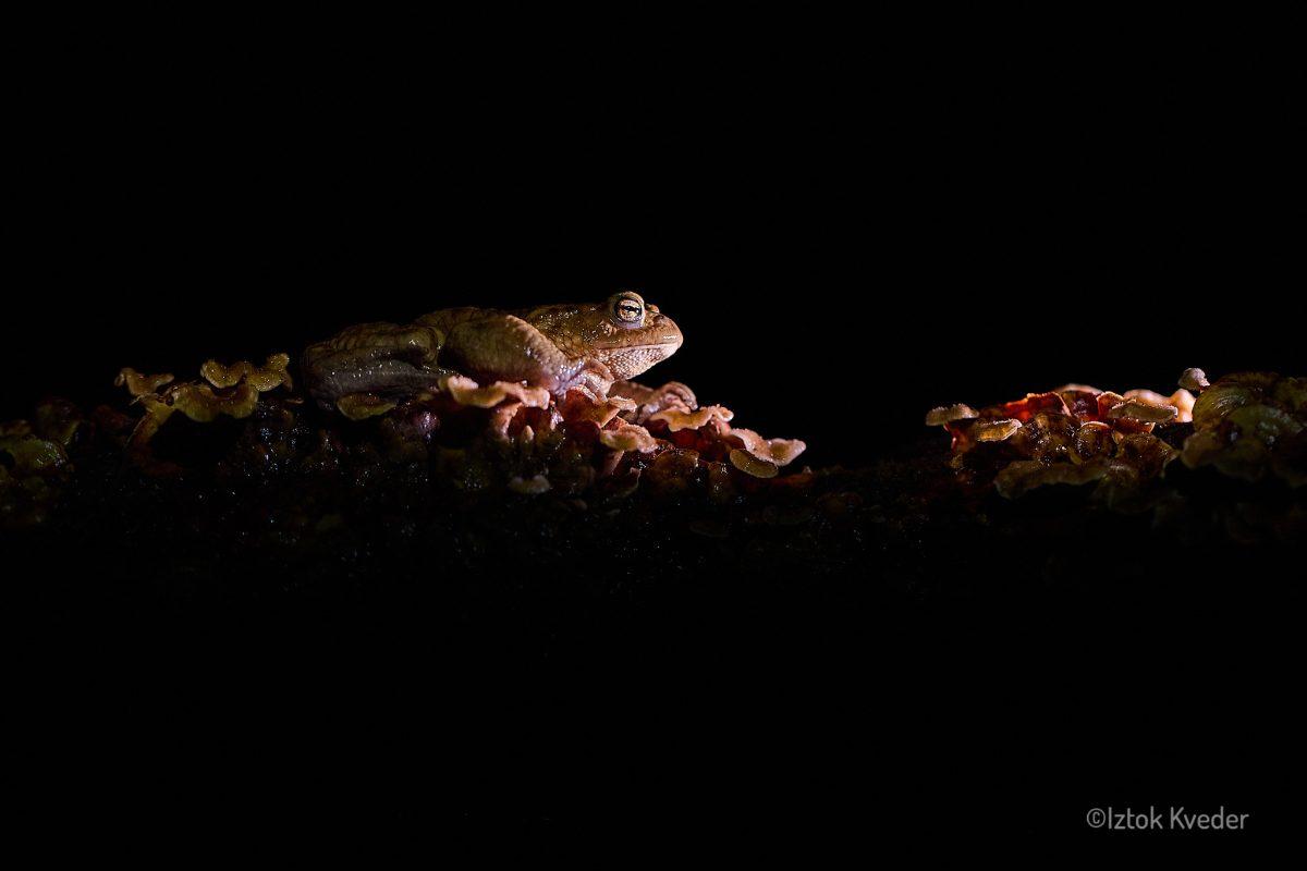 Toad male