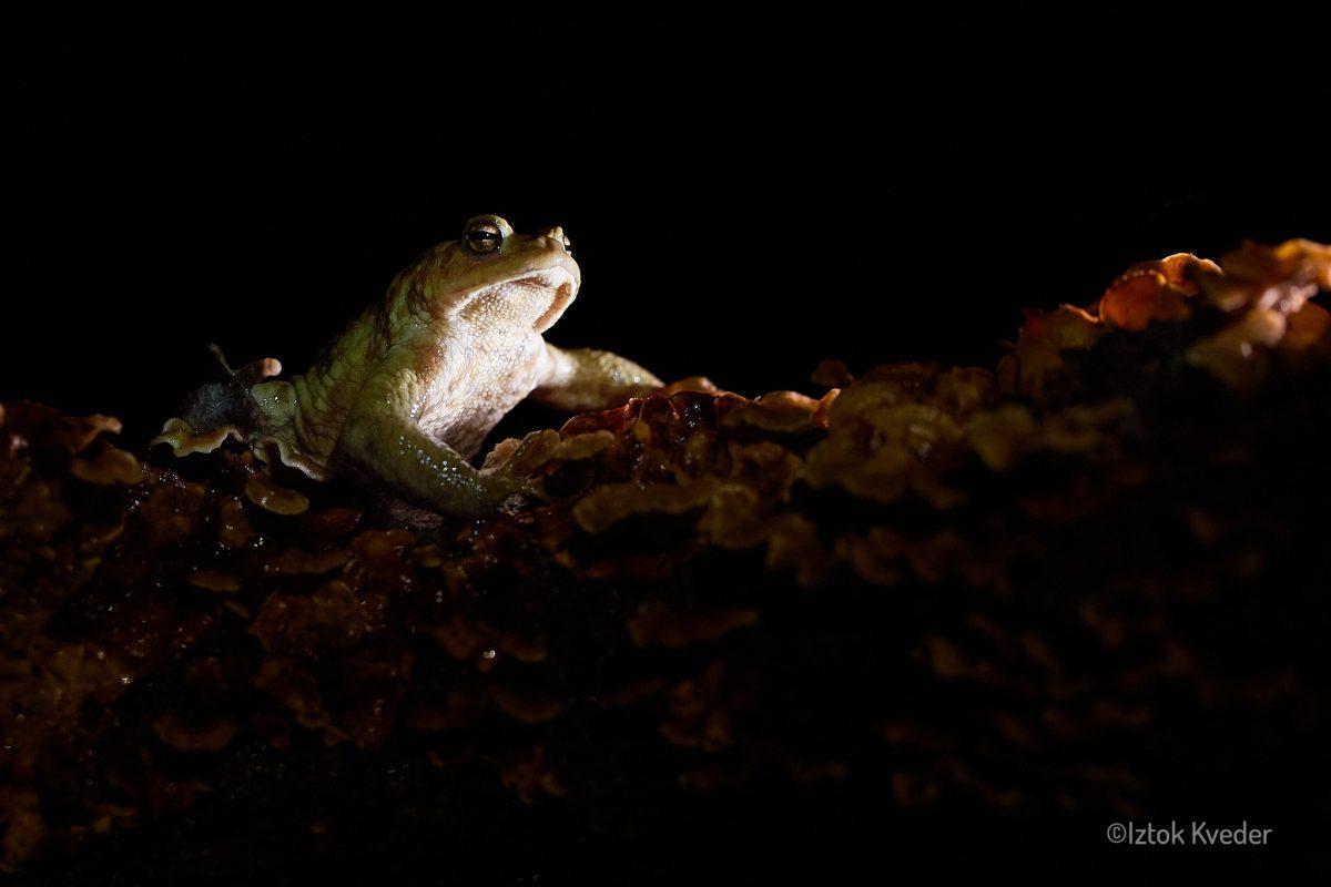 Toad male