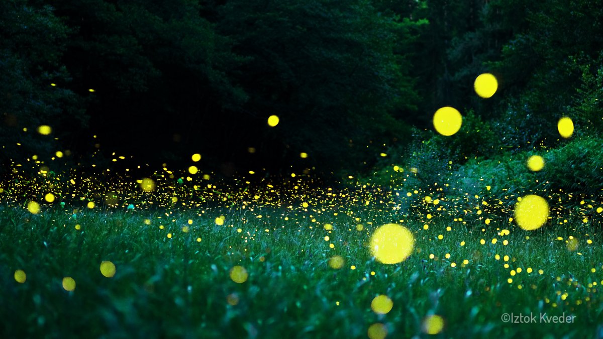 Firefly glowing in the dark forest in Slovenia during summer night