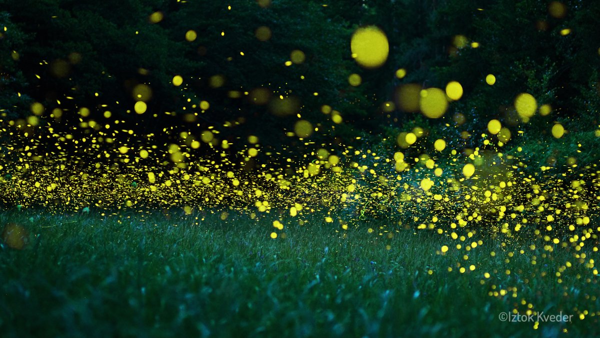 Firefly glowing in the dark forest in Slovenia during summer night