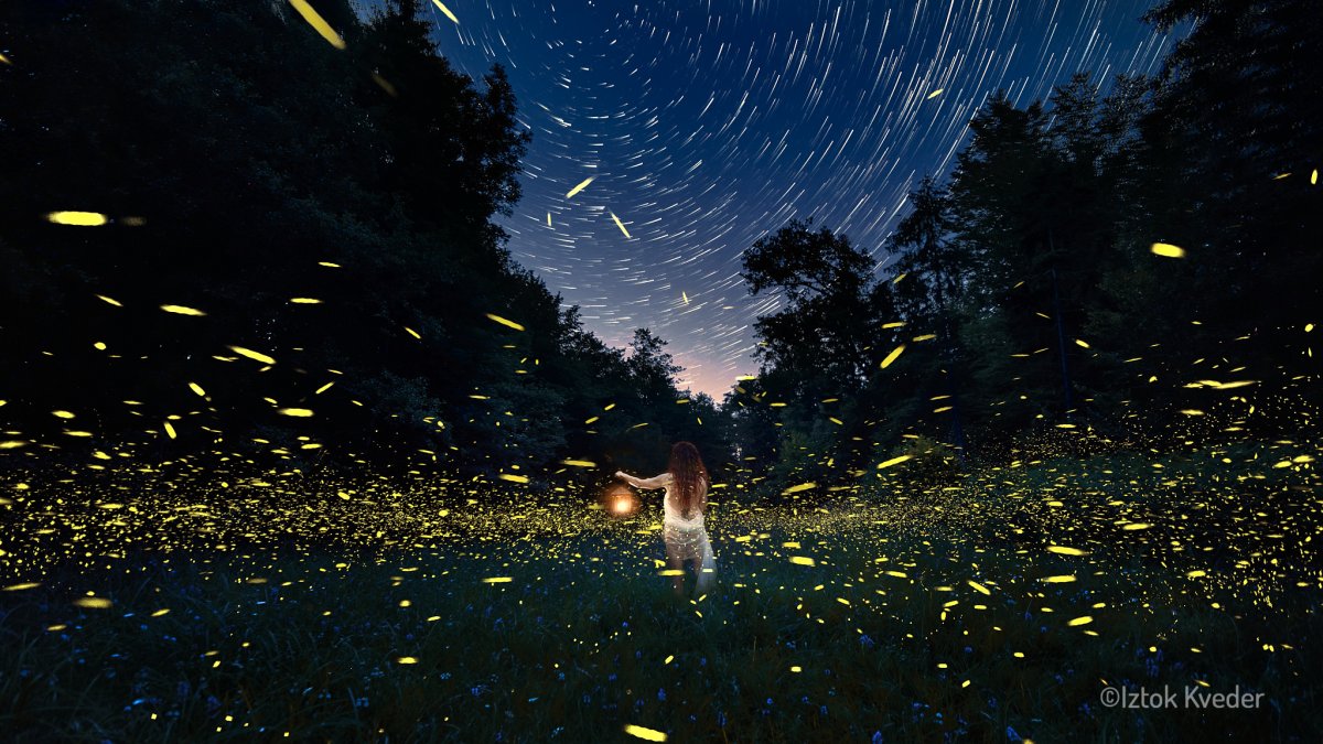 Firefly glowing in the dark forest in Slovenia during summer night