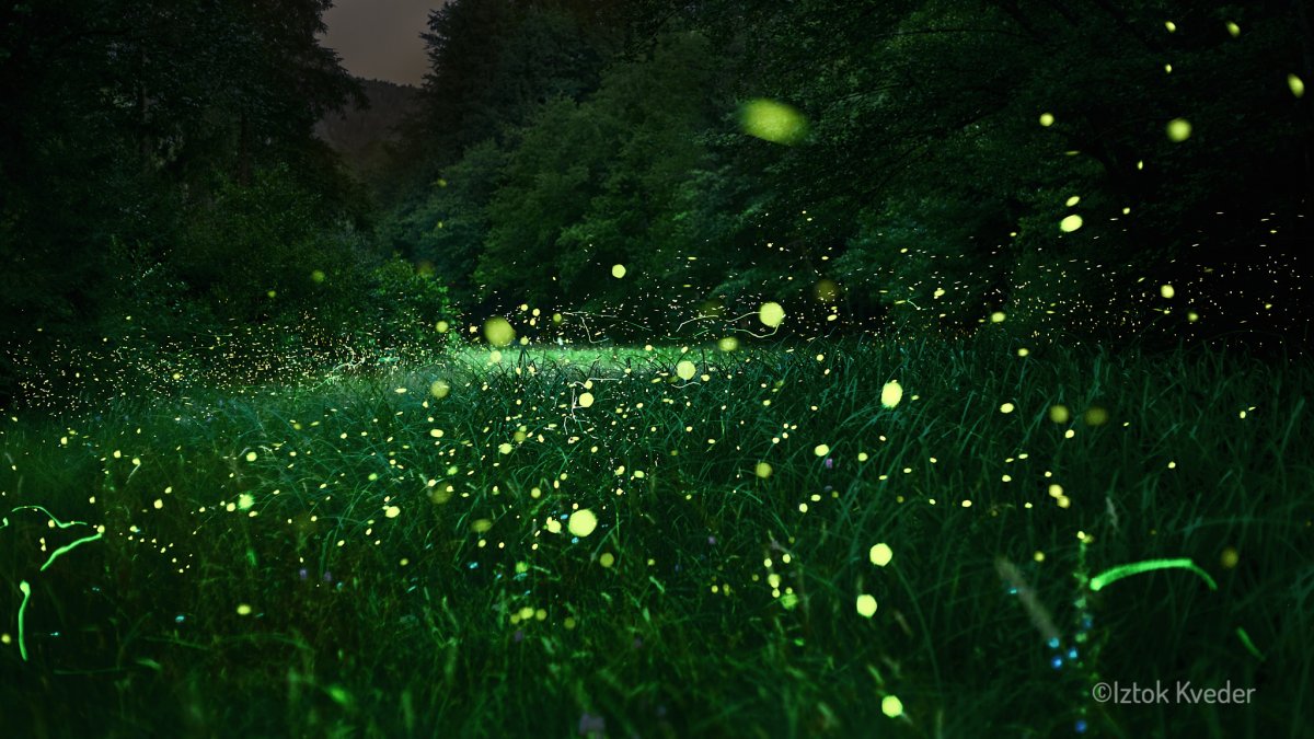 Firefly glowing in the dark forest in Slovenia during summer night