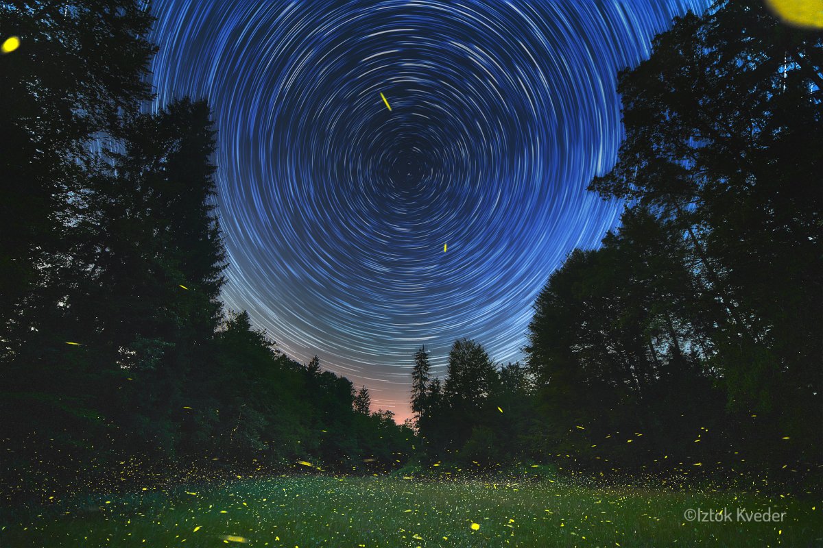 Firefly glowing in the dark forest in Slovenia during summer night