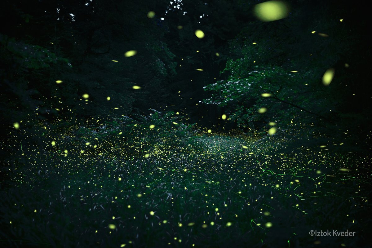 Firefly glowing in the dark forest in Slovenia during summer night