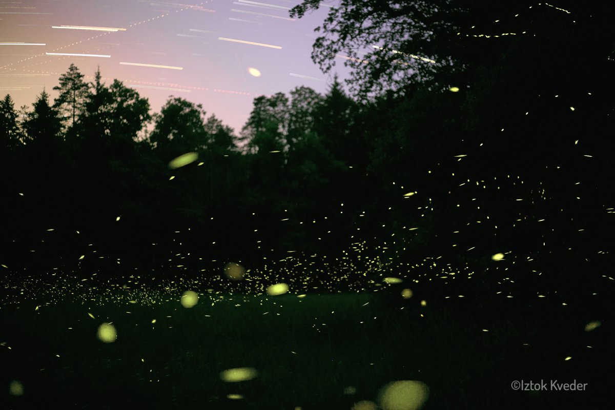 Firefly glowing in the dark forest in Slovenia during summer night