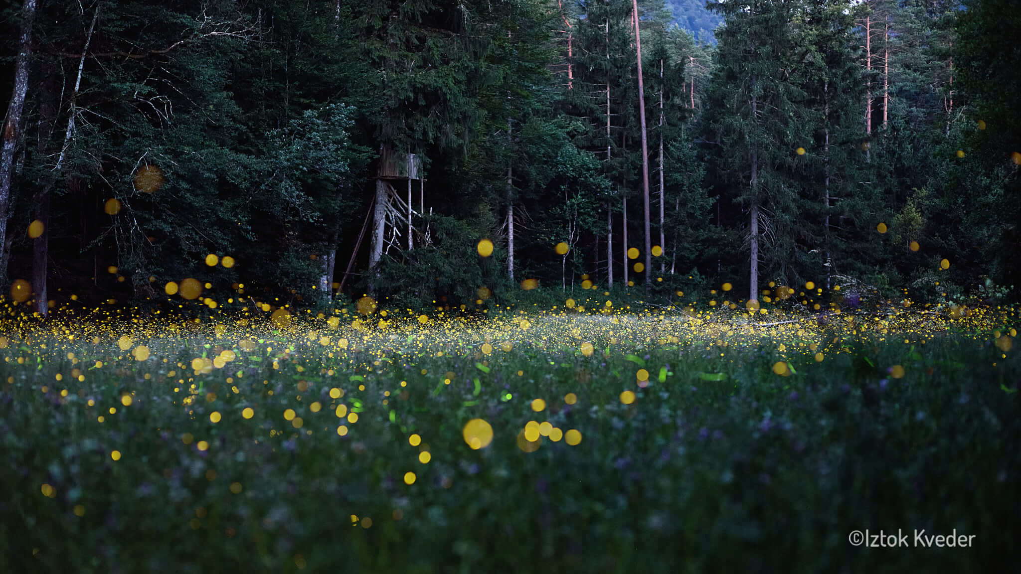Fireflies in Slovenia – One Year Later